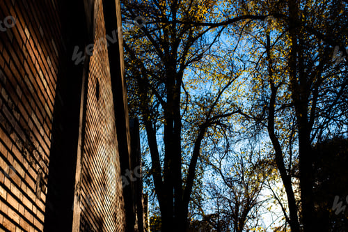Visualização: Silhouette of trees next to a brown brick wall background.