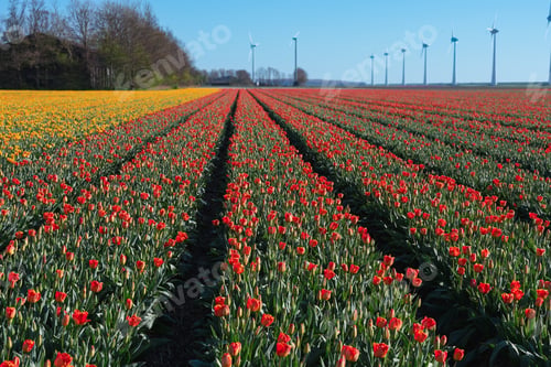 Preview: Endless Rows of Vibrant Tulips in the Netherlands
