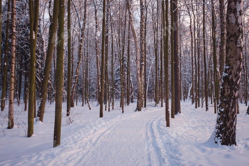Preview: Winter in spruce forest, spruces covered with white fluffy snow.