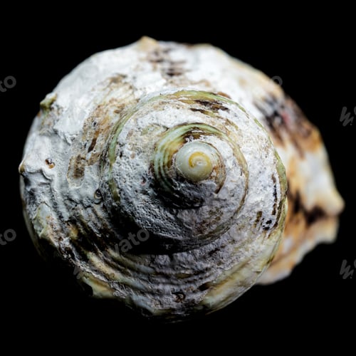 Preview: Turbo argyrostomus Linnaeus shell on black background