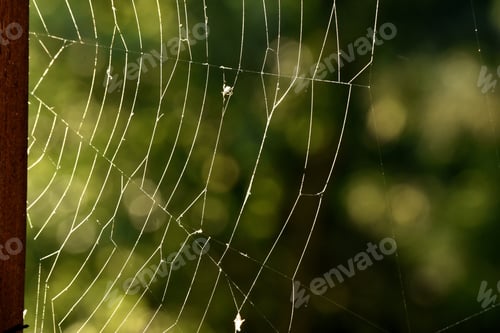 Preview: Selective focus of spider web on a green background outdoors