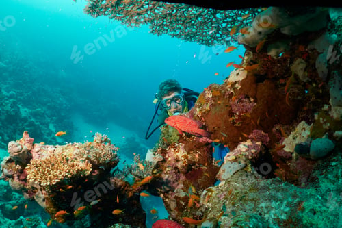 Preview: Caucasian divier discovering Red Sea with stones and colorful coral reefs in Mrsa Alam, Egypt
