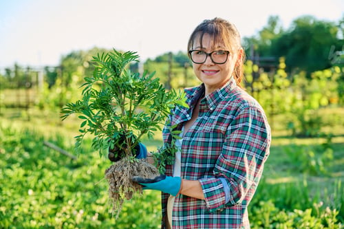 Preview: Woman with marigold plant bush, with open root system, preparing to plant