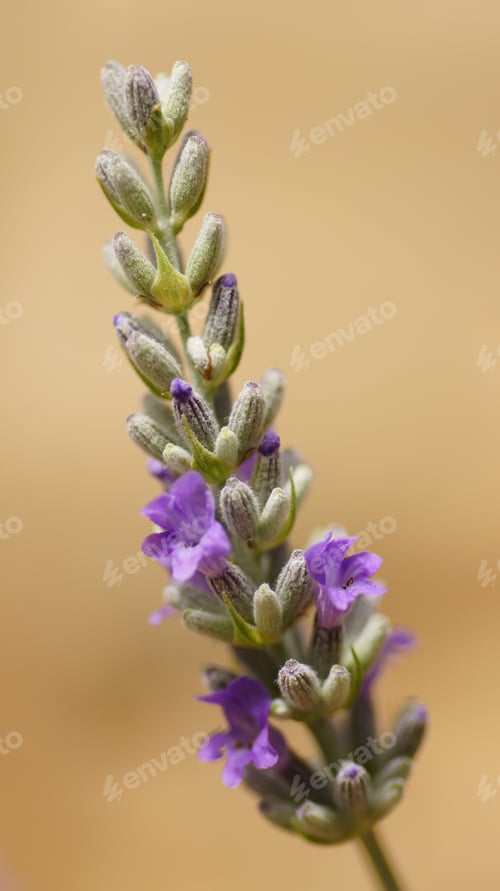 Preview: lavender flowers that are blooming in the grass outdoors a close up view