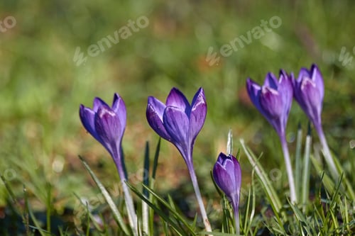 Preview: Purple Crocus Flowers and Green Grass