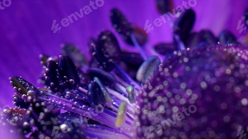 Preview: Macro view of a lilac beautiful blooming flower. Stock footage. Extreme close up of soft purple