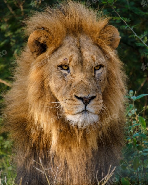 Preview: African Lions during safari game drive in Kruger National park South Africa