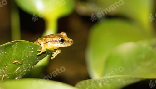 Tiny Tree Frog on Green Leaf in Nature