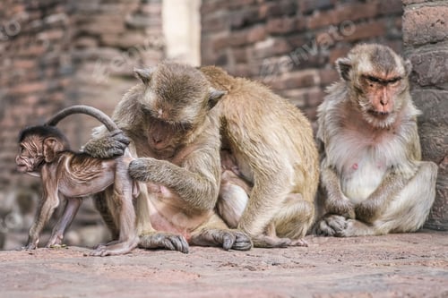 Preview: Mother monkey flea removal out of her newborn & her familiar sleeping with her baby.