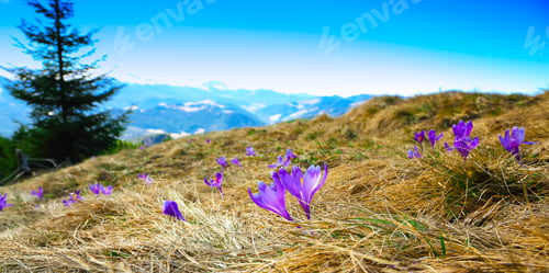 Preview: Spring mountain landscape with violet crocuses blooming on the m
