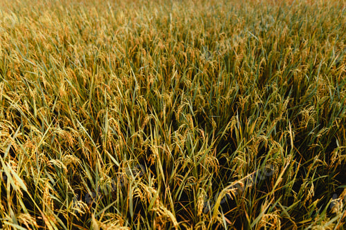 Preview: Aerial view of golden rice terrace field in morning