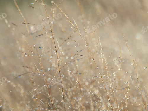 Preview: Dew drops on grass.