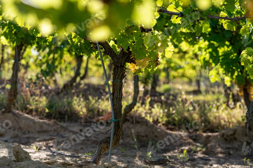 Preview: Grapevines in vineyard with sunlight filtering through