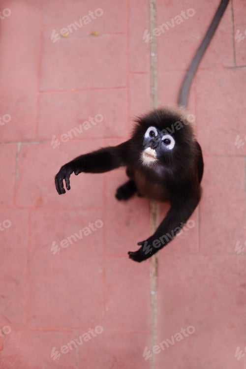 Preview: A bespectacled monkey sits on a red sidewalk in a tropical garden, watching the surroundings while