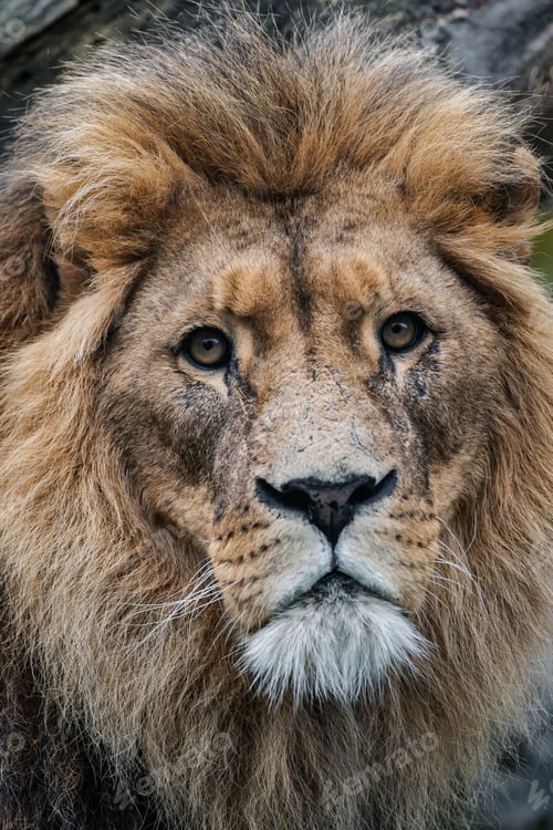 Preview: Majestic close-up of a lion with a full mane.