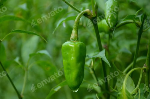 Preview: Closeup shot of green chilly pepper with green leaves in a garden