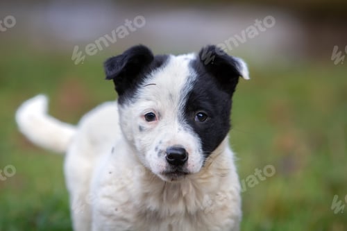 Preview: Cute puppy dog sitting on green grass in summer outdoors