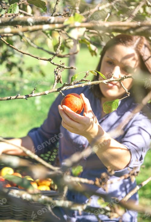 Preview: Woman hand picking red apple from the tree