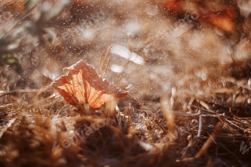 Preview: Long summer dry grass against a sunset. Nature background