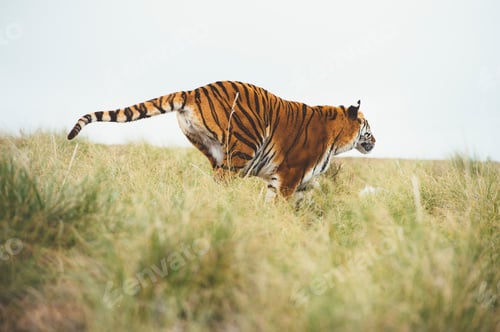 Preview: Tiger in green grass