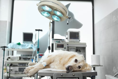 Preview: Close up of dog lying on operating table