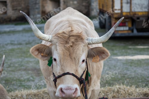 Preview: Closeup shot of a brown cow
