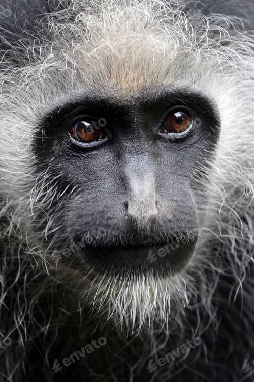 Preview: Portrait of a king colobus (Colobus polykomos), also known as the western black-and-white colobus