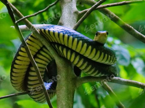 Preview: Cobra on a tree in Uganda
