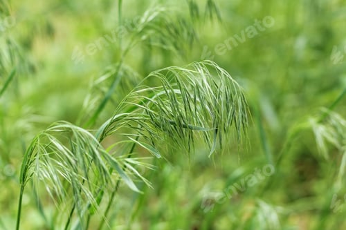 Preview: Perennial cereal weeds. Natural green background with panicles