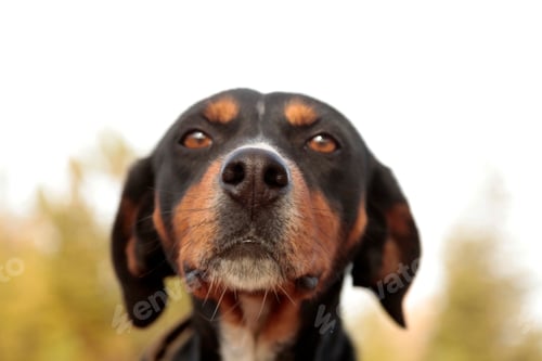 Preview: Portrait of a greyhound dog