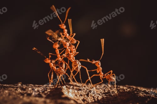 Preview: Red ant teamwork
