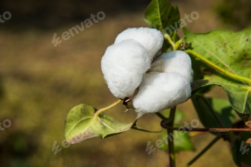 Preview: Cotton field white with ripe cotton ready for harvesting, India