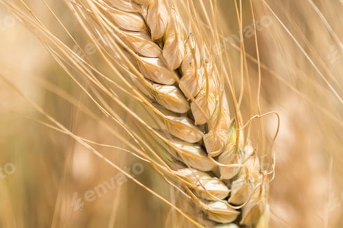 Preview: a wheat stalk with some brown grains coming out of it