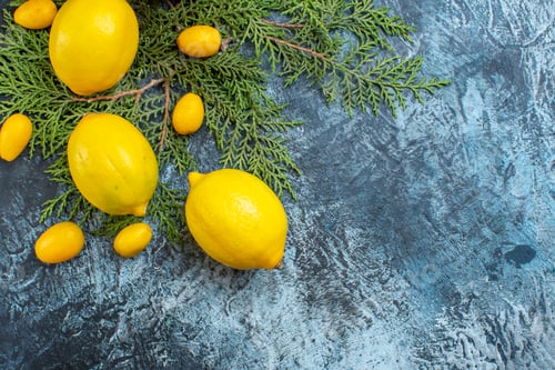 Preview: Above view of collection of natural organic fresh citrus fruits on fir branches on dark background