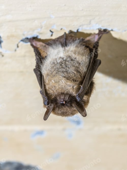 Preview: Hibernating whiskered bat