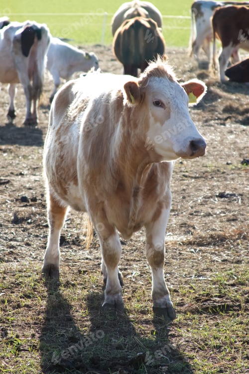 Preview: a curious cow stands and looks incredulously towards the camera