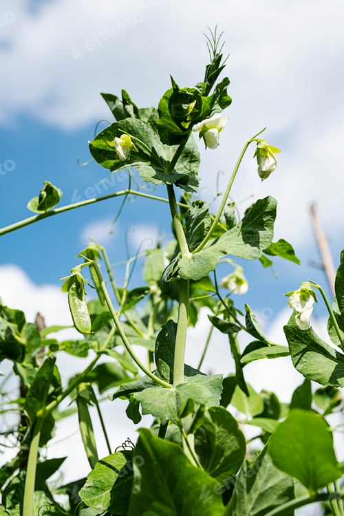Preview: Young Green Peas Plants Against Blue Cloudy Sky.