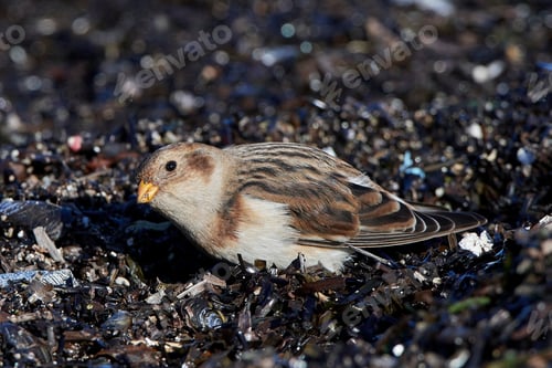 Preview: Snow bunting (Plectrophenax nivalis)