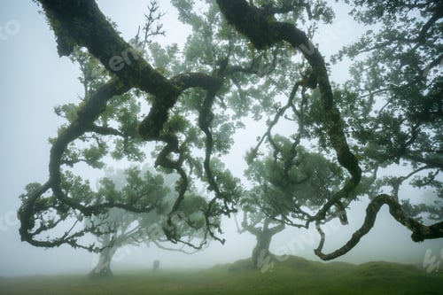 Preview: Fanal forest , old mystical tree in Madeira island, Unesco
