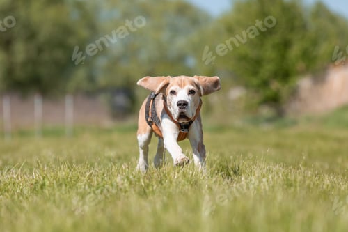 Preview: Beagle dog running and playing on the medow