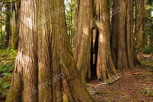 Preview: Old growth red cedar trees, Lake Crescent, Olympic National Park, Port Angeles