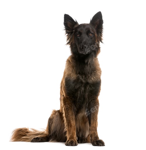Preview: German Shepherd sitting in front of a white background
