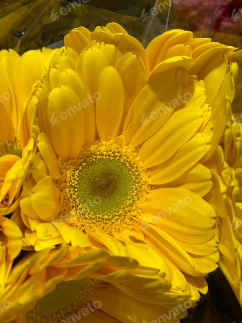 Preview: Flowers