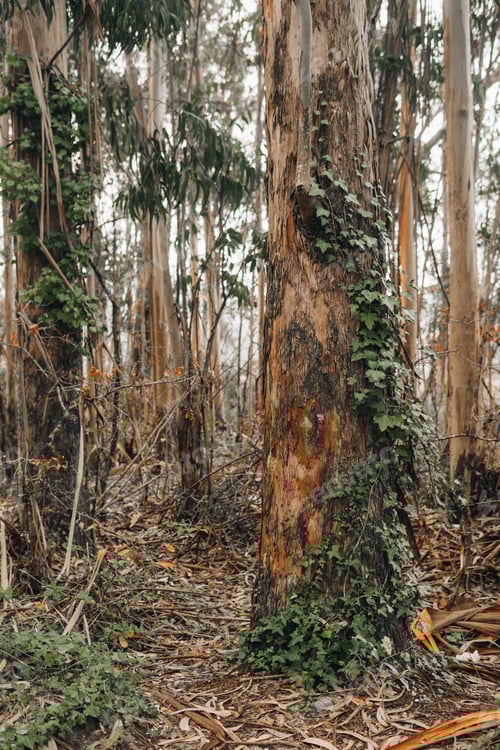 Preview: Invasive eucalyptus trees on spanish forests