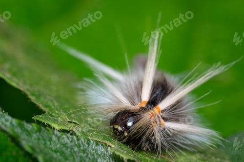Preview: Caterpillar feeding on a leaf