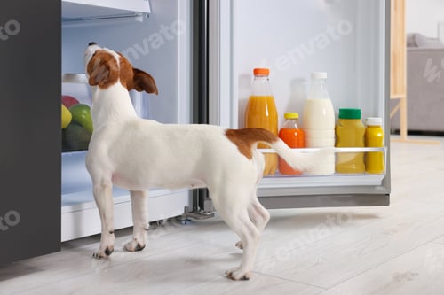 Preview: Beautiful Jack Russell Terrier seeking food in refrigerator indoors