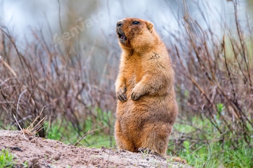 Preview: Bobak marmot or Marmota bobak in steppe