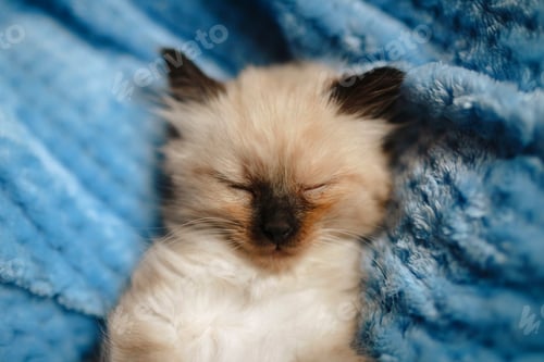 Preview: Close up of a burmese angora kitten sleeping on a blue cotton blanket