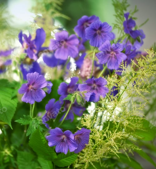 Preview: Geranium pratense - blue geranium