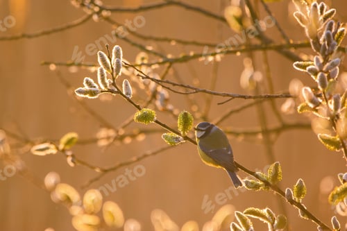 Preview: Eurasian blue tit - Cyanistes caeruleus on tree branch soft backlight